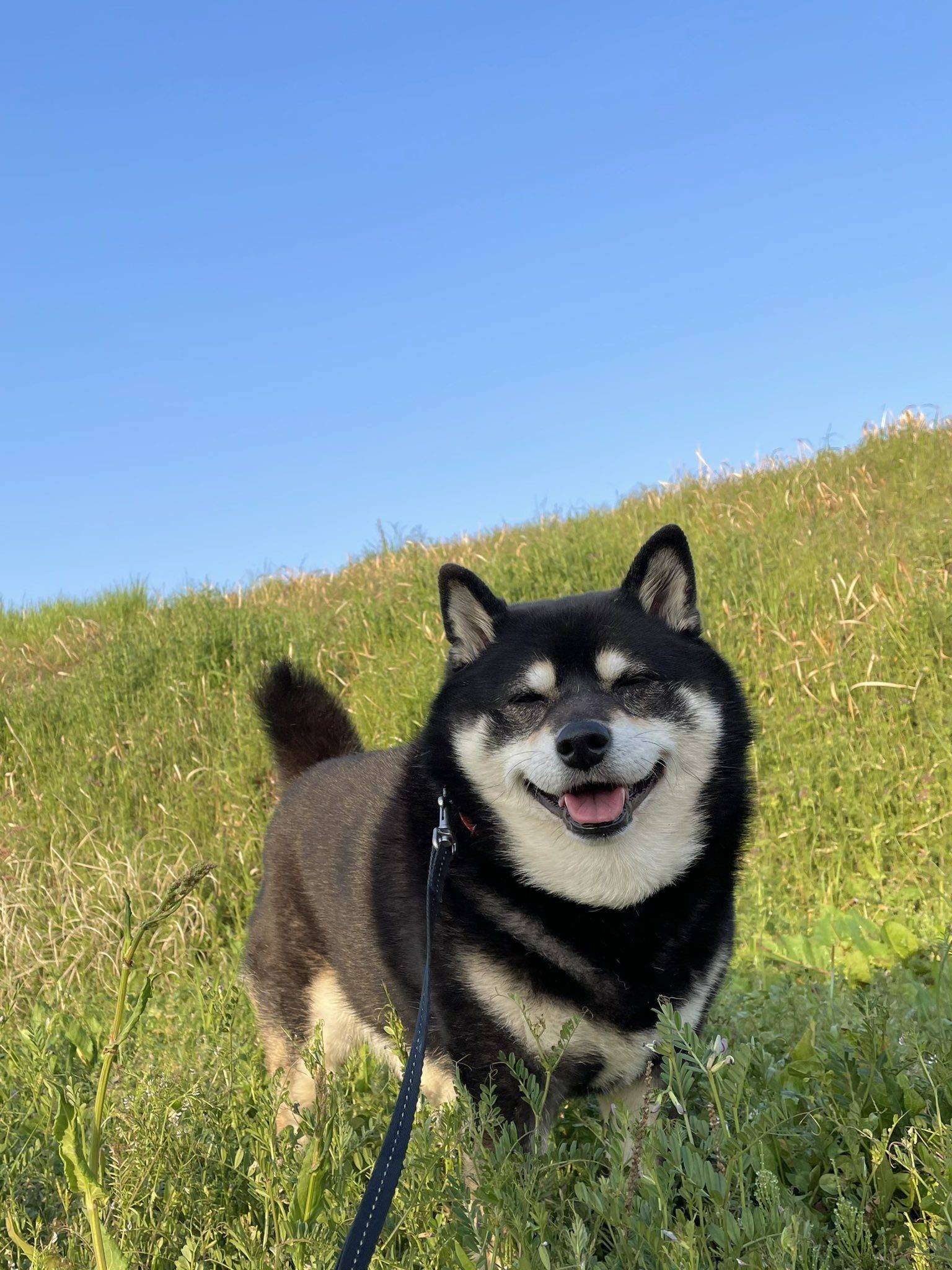 重量級網紅《拒絕回家的黑柴》意志跟體型一樣穩!_tarou_柴犬_狗狗