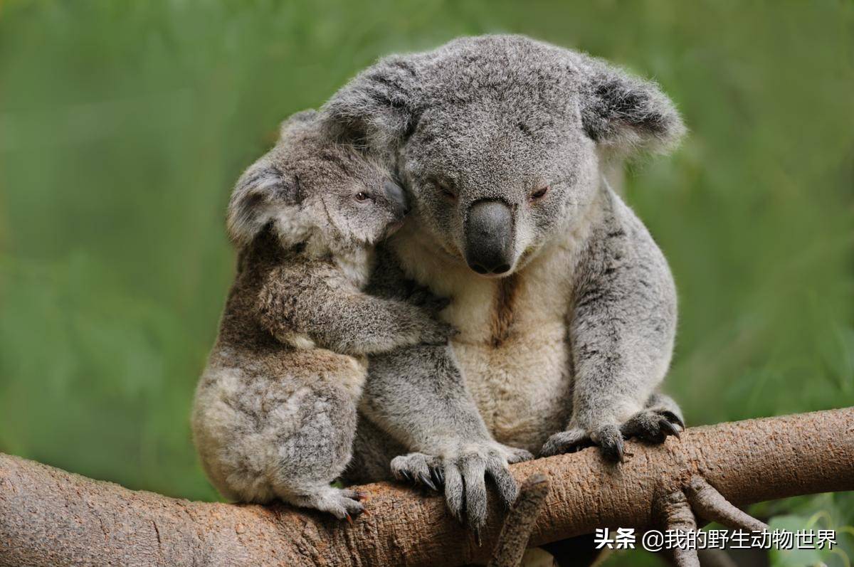 澳洲一奇怪的动物,吃屎长大,喜欢吃有毒的树叶,呆萌呆萌的_考拉_妈妈