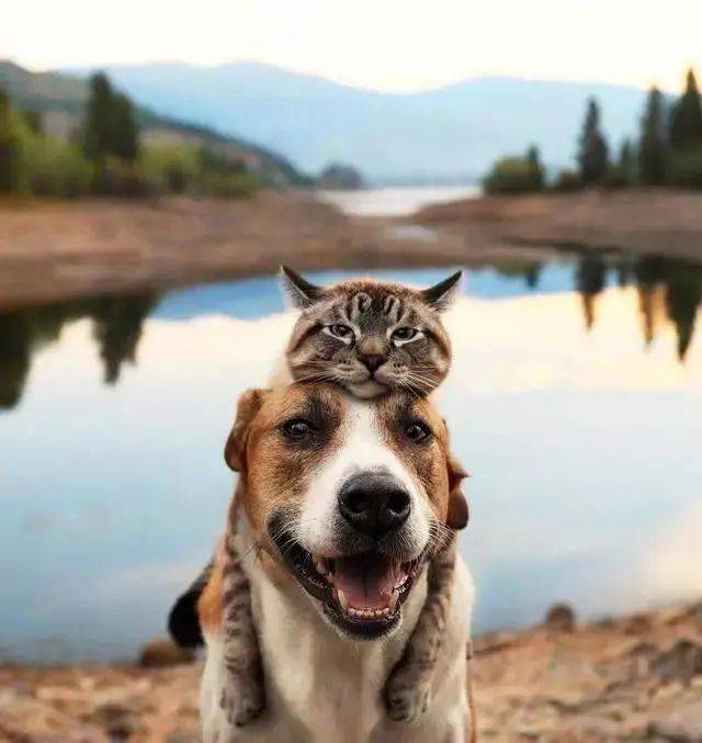 原创被狗带大的猫咪它们最后都变成什么样了猫变成了假狗