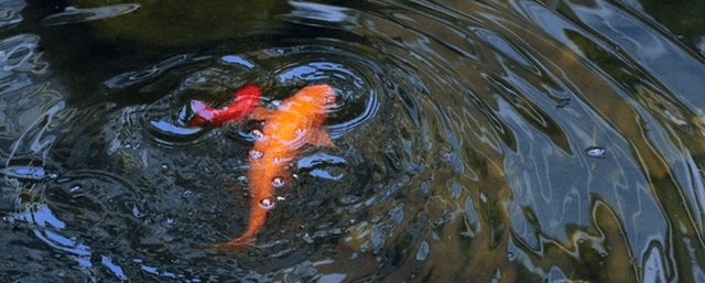 鱼吐泡泡是什么原因?_鱼在_时候_主人