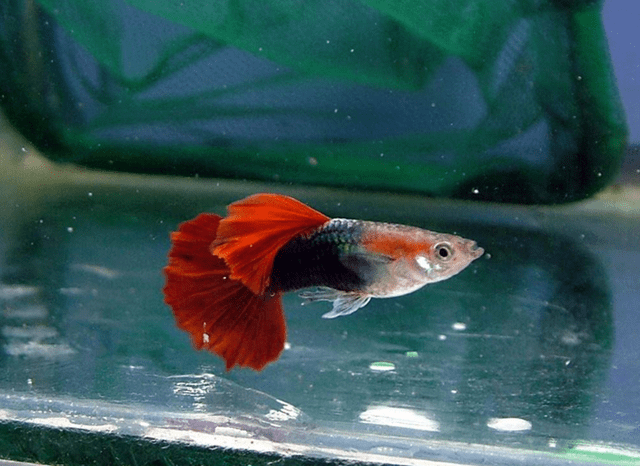 原创圆尾斗鱼怎么分公母圆尾斗鱼多大能繁殖