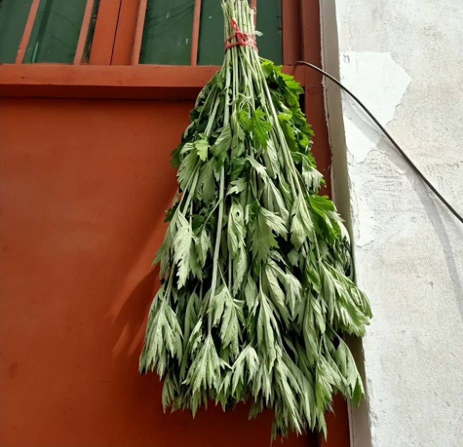端午节挂艾草有哪些讲究 艾草顺着挂还是倒着挂好 早看早了解 地方 菖蒲 家门口