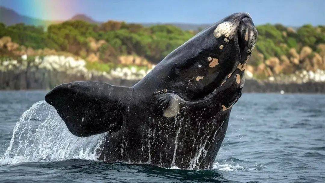 南露脊鲸又名黑露脊鲸,目前估计大约有10000只南露脊鲸生活在南半球的