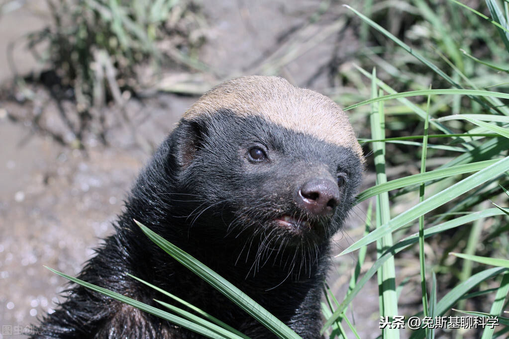 原创最无所畏惧的动物非洲平头哥蜜獾遇上科莫多龙谁更厉害