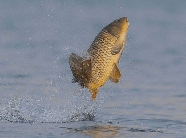 鱼吐泡泡是什么原因?_鱼在_时候_主人
