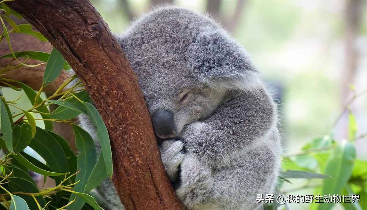 澳洲一奇怪的動物,吃屎長大,喜歡吃有毒的樹葉,呆萌呆萌的_考拉_媽媽