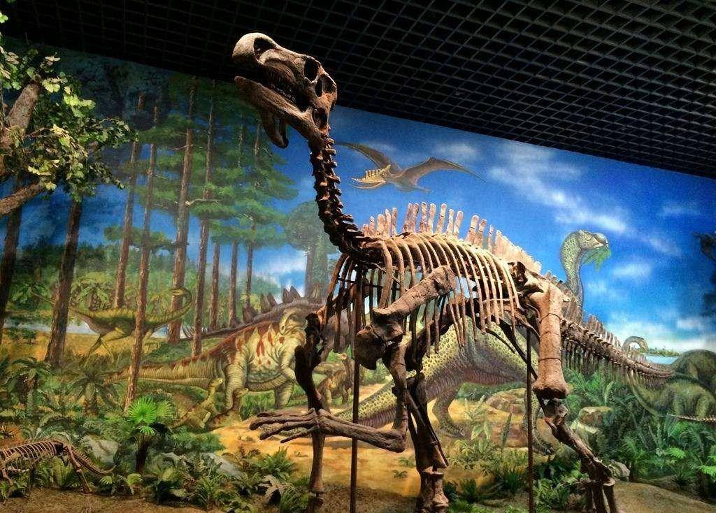 2005年1月29日,河源恐龙博物馆凭馆藏10008枚恐龙蛋化石获得吉尼斯