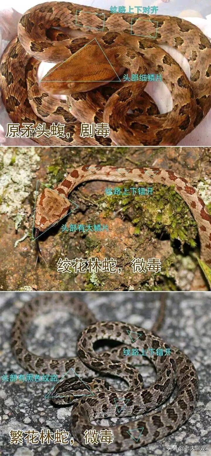 烙铁头蛇图片寿命图片