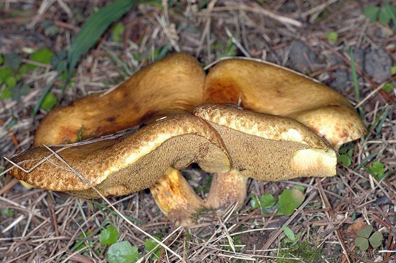 原创云南六种常见野生毒菌白毒伞最为致命堪称野生菌里的银环蛇