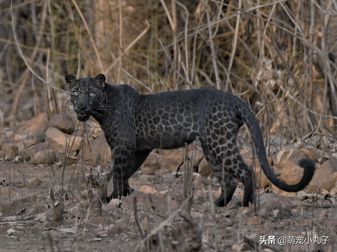 很多黑豹其实都是患了"黑化症"的花豹或美洲豹,即便是全身乌黑的黑豹