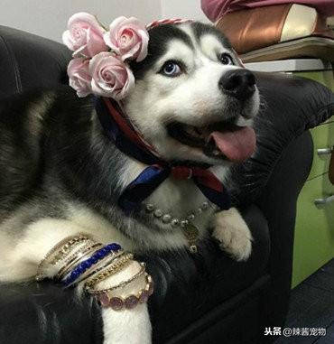 原创二哈被主人换装打扮身上全是金银珠宝网友活得还不如只狗