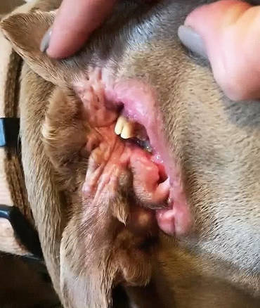 原创比特犬老是挠耳朵主人好奇扒开检查看到入眼一幕受到了惊吓