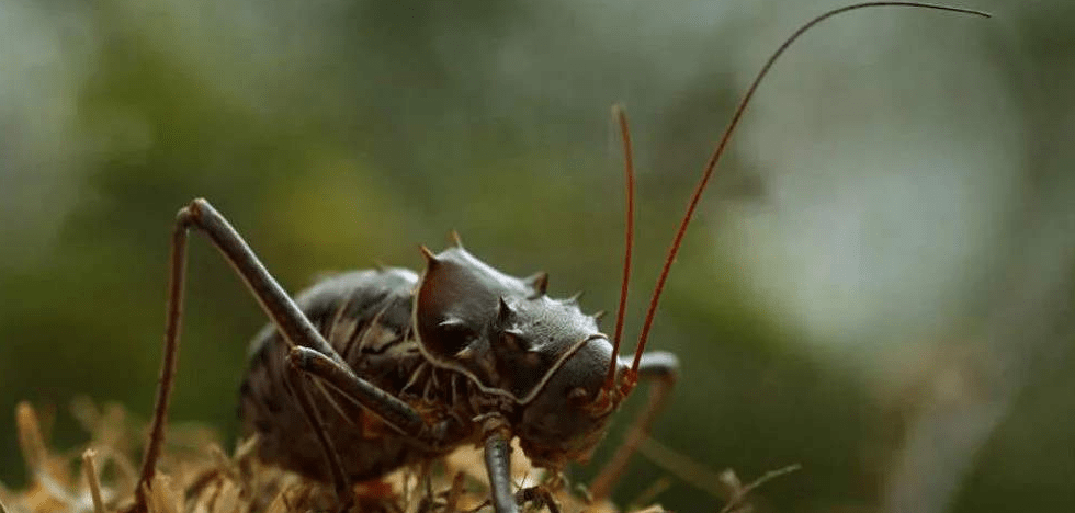 非洲最奇特的蟋蟀，不仅身穿“盔甲”，还是幼鸟的“天敌”