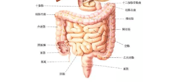 下腹 器官图片