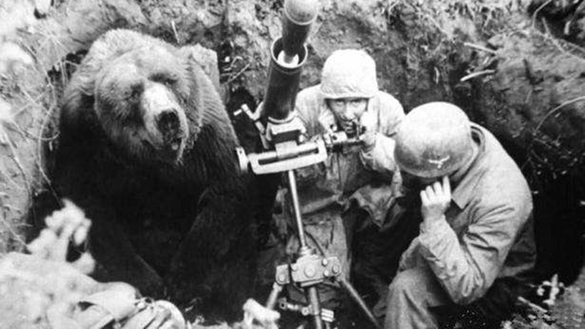 战争中的熊电影图片