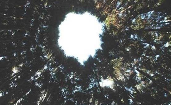 原创             日本无人机拍下树林的景象，引网友热议：这简直是“反人类”现象