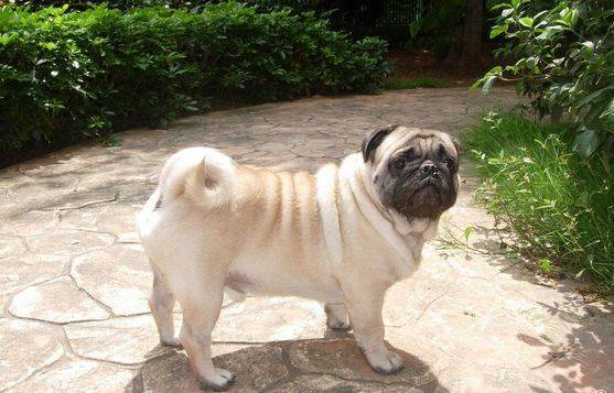 原创蠢萌的巴哥犬活泼滑稽的样子总能给主人带来快乐