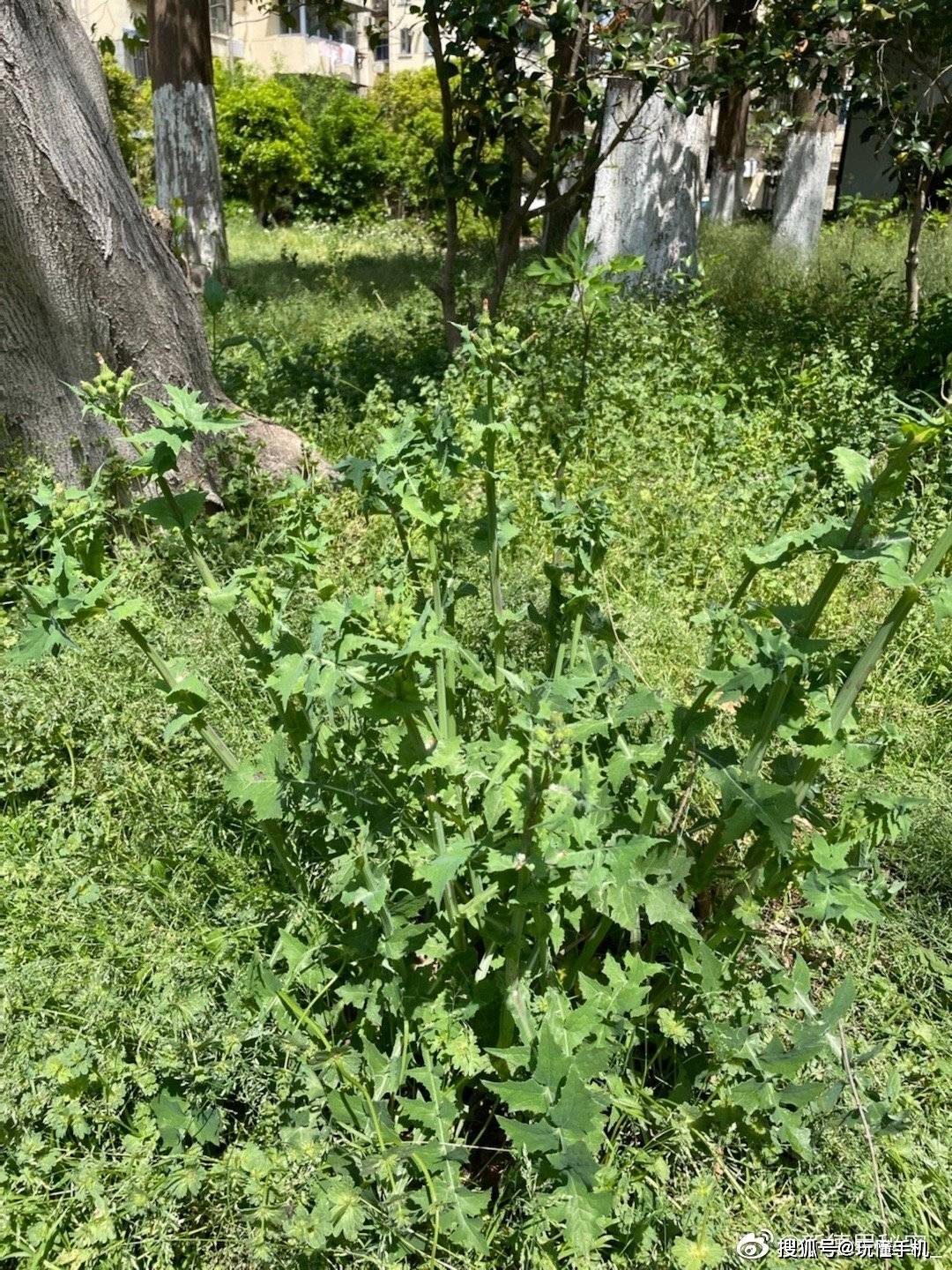 上海网友小区封闭吃了57天绿化带植物,识别出84种草药_食用_野草_结果