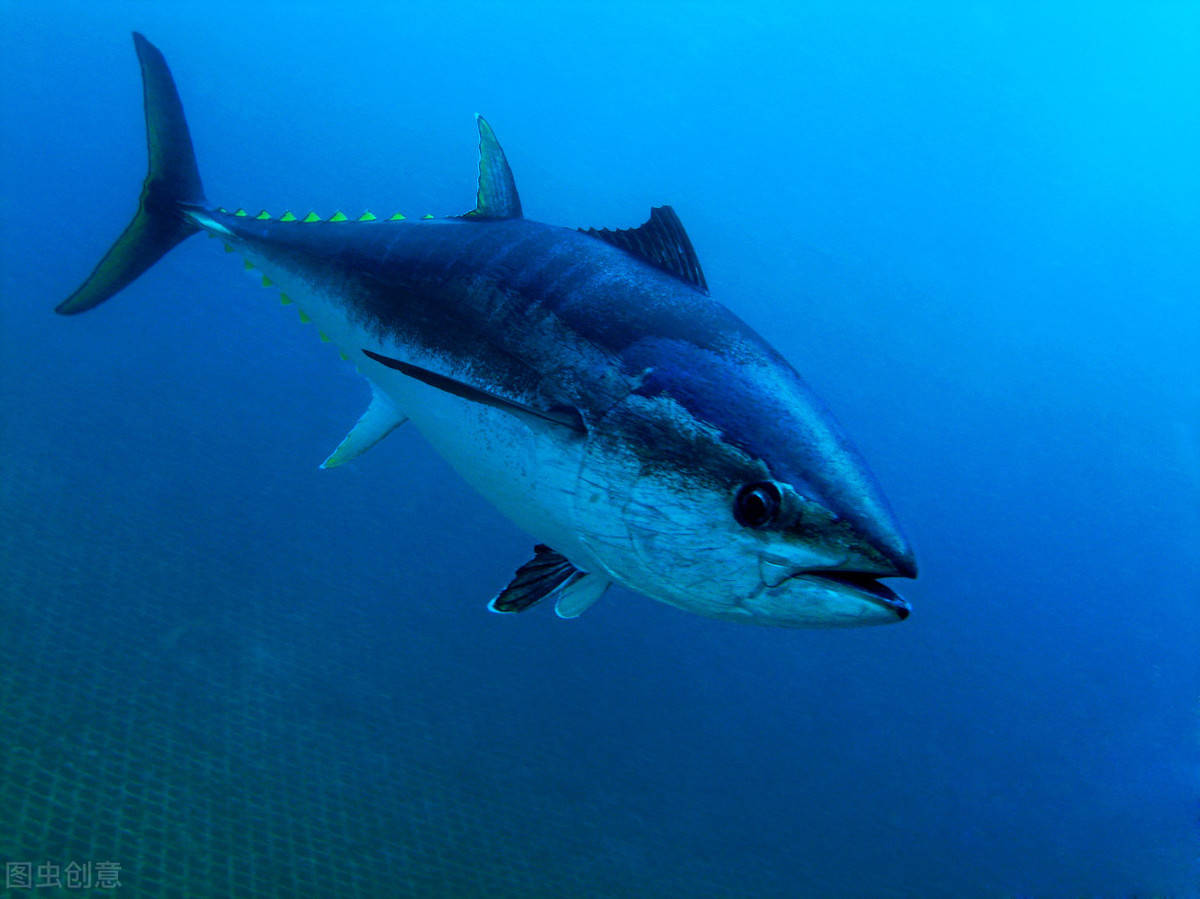大西洋蓝鳍金枪鱼图片