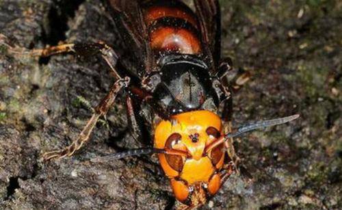 名字就敢与地雷扯上关系地雷蜂到底有多厉害看完明白了