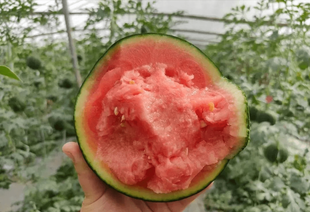 辰颐物语山东全美2k冰糖小西瓜专为懒人而生的手剥小西瓜