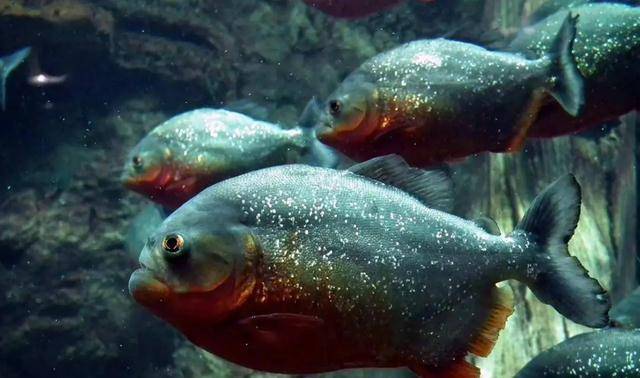 在整個亞馬遜流域,食人魚被列為最危險的4種水族動物之一,食人魚屬於