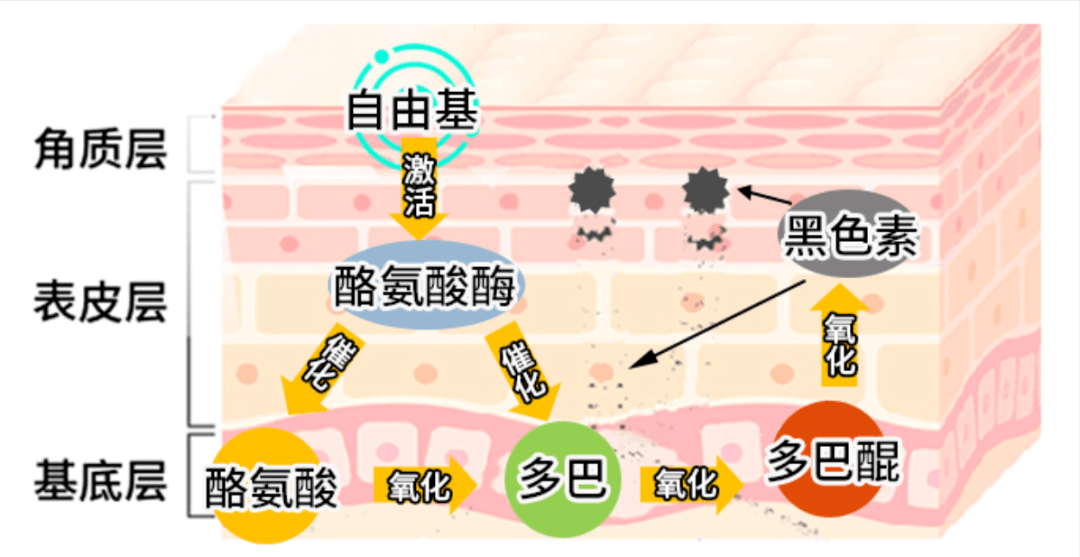 什么东西能去掉黑色素,让皮肤变白_代谢_氨基酸_多巴