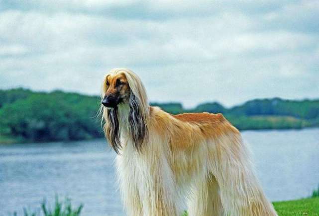 世界上最漂亮的狗，配一次种10万块，主人靠它发家致富