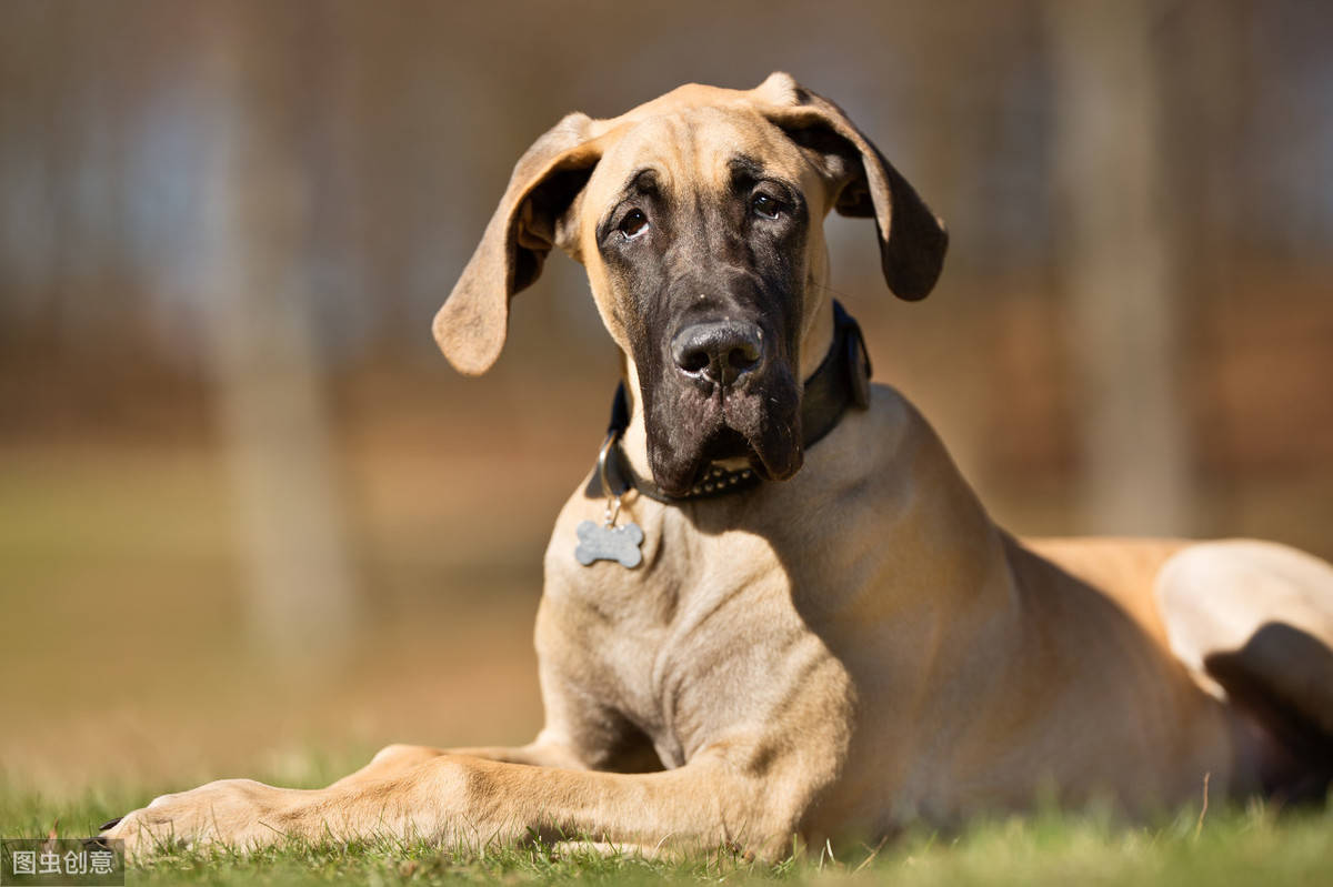 第三種:伯恩山犬,壽命只有6~8年,忠誠友好易於馴養,體型高