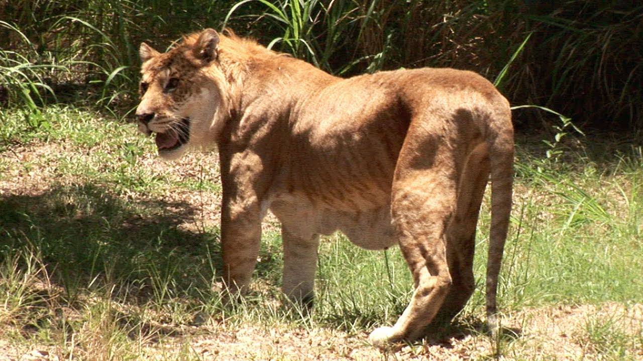 原创世界唯一虎狮虎兽满百天老虎和狮子如何孕育了这个后代
