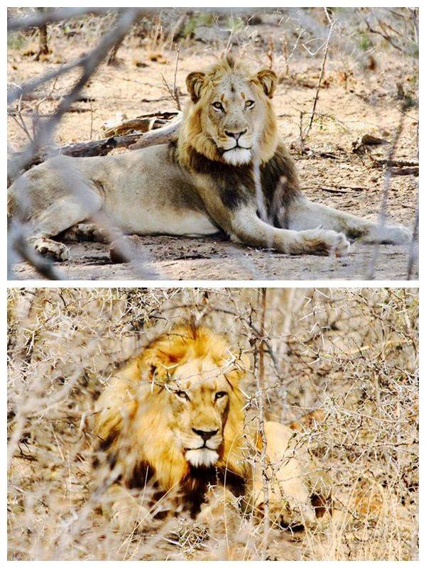 水坑四侠"希尔达"与查尔斯顿狮群的往事_盟友_阿姨_雄狮