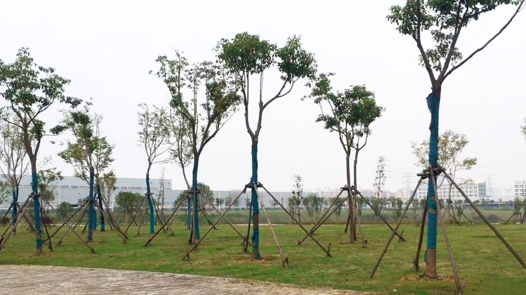 建在武汉远城区湖边的工厂：停泊的轿车一眼望不到头，风景独特