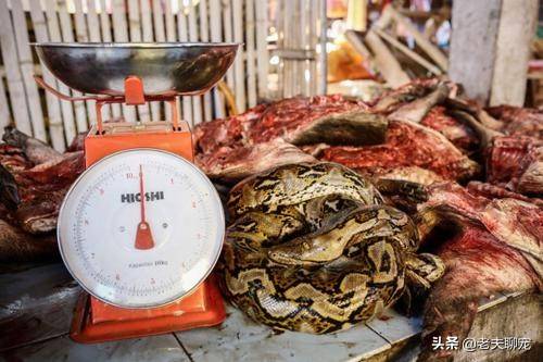 眼镜王蛇毒蛇之王只许我毒你不许你毒我的毒王之王