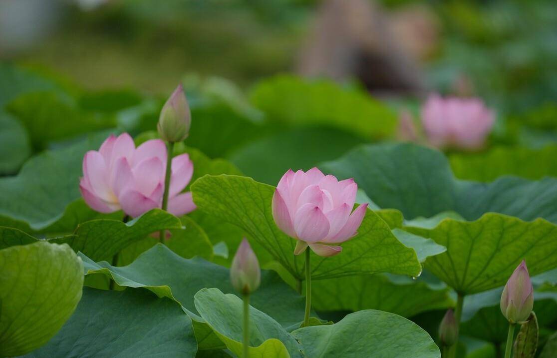 仲夏五月荷花八首