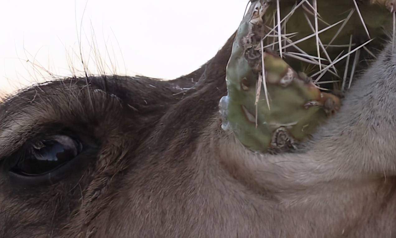 原创吃仙人掌刺拉浓缩尿唯一坐姿交配的有蹄类骆驼为何这么强