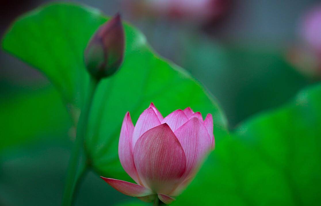 仲夏五月荷花八首