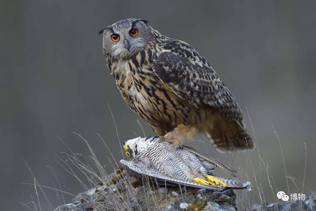 猫头鹰哼说谁脸圆呢我看你脸最圆