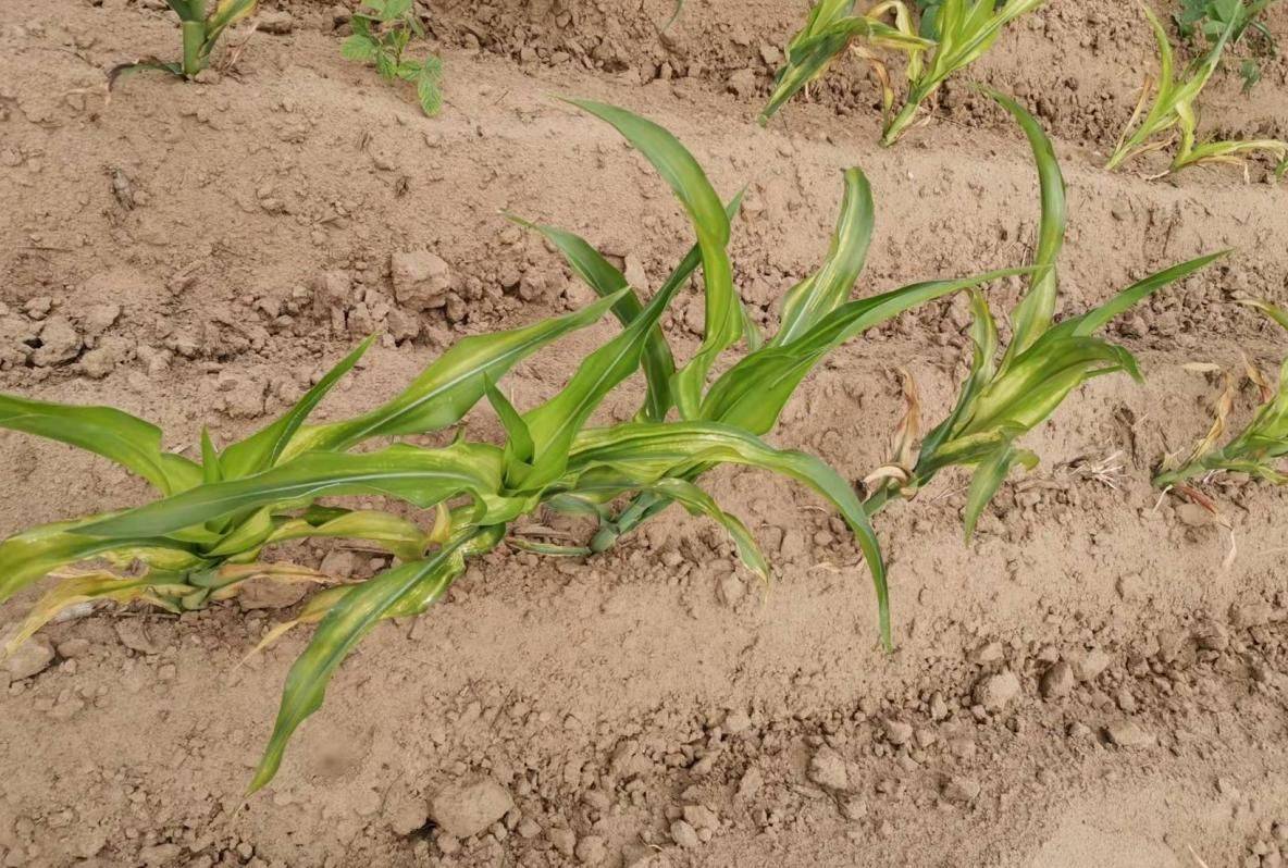 玉米除草剂药害?发生的原因是什么?又该如何补救?