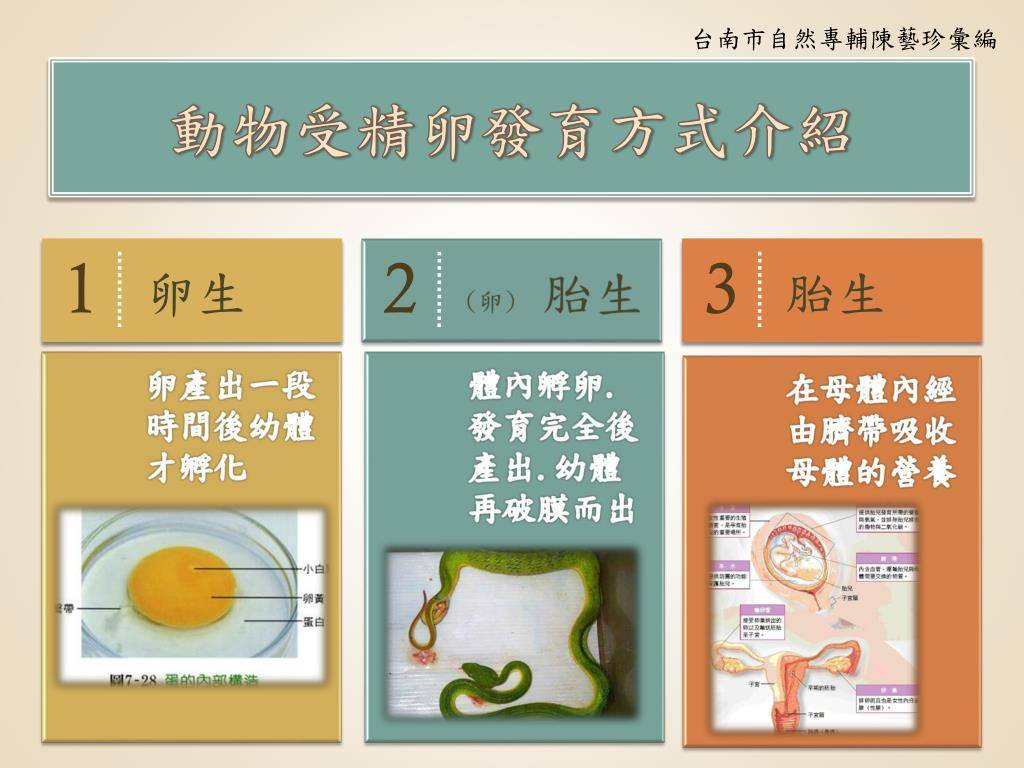 卵胎生的蛇有很多,比如水栖的红纹滞卵蛇,树栖的绿瘦蛇,还有上面的