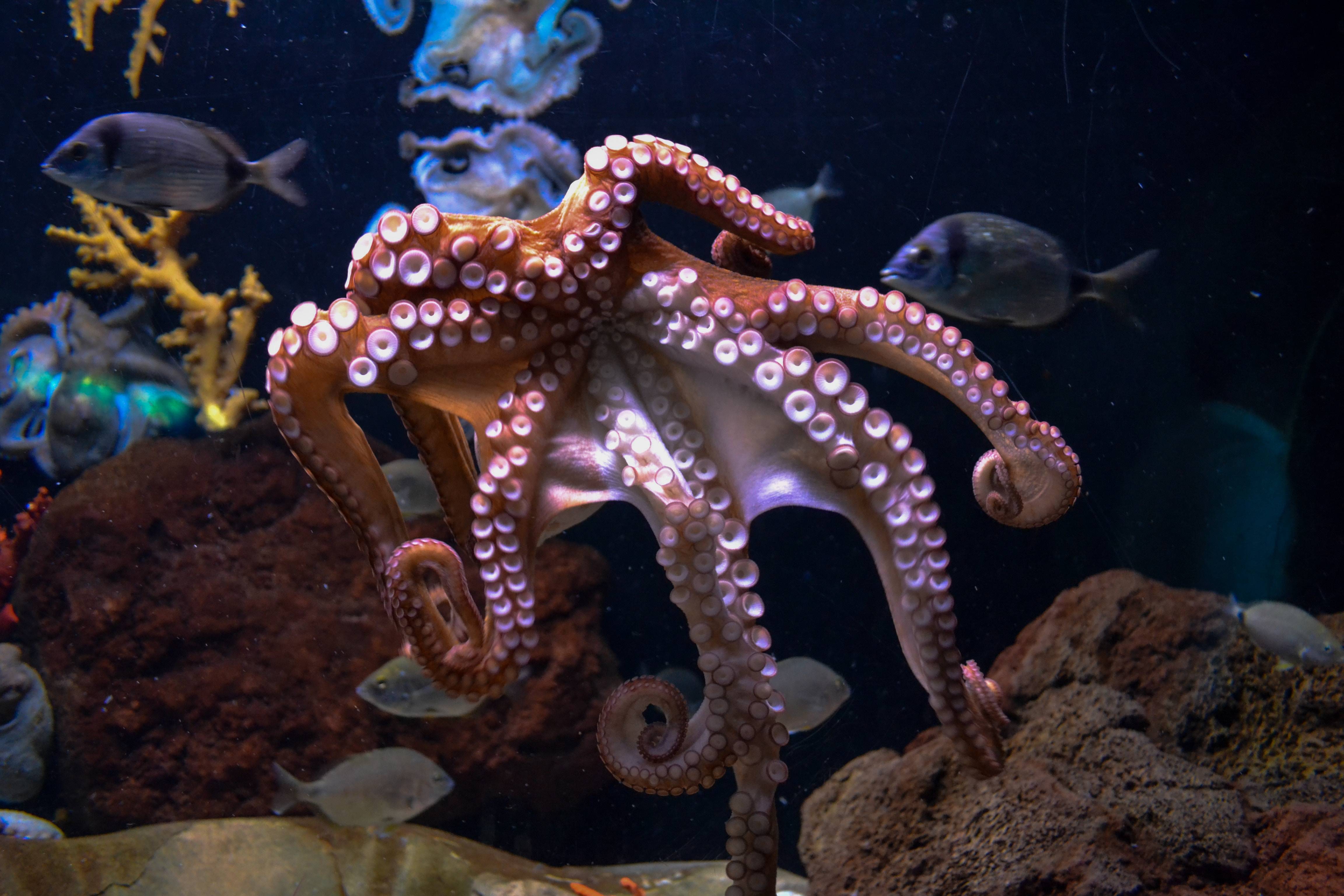 原创章鱼的智商到底有多高章鱼可以统治世界吗