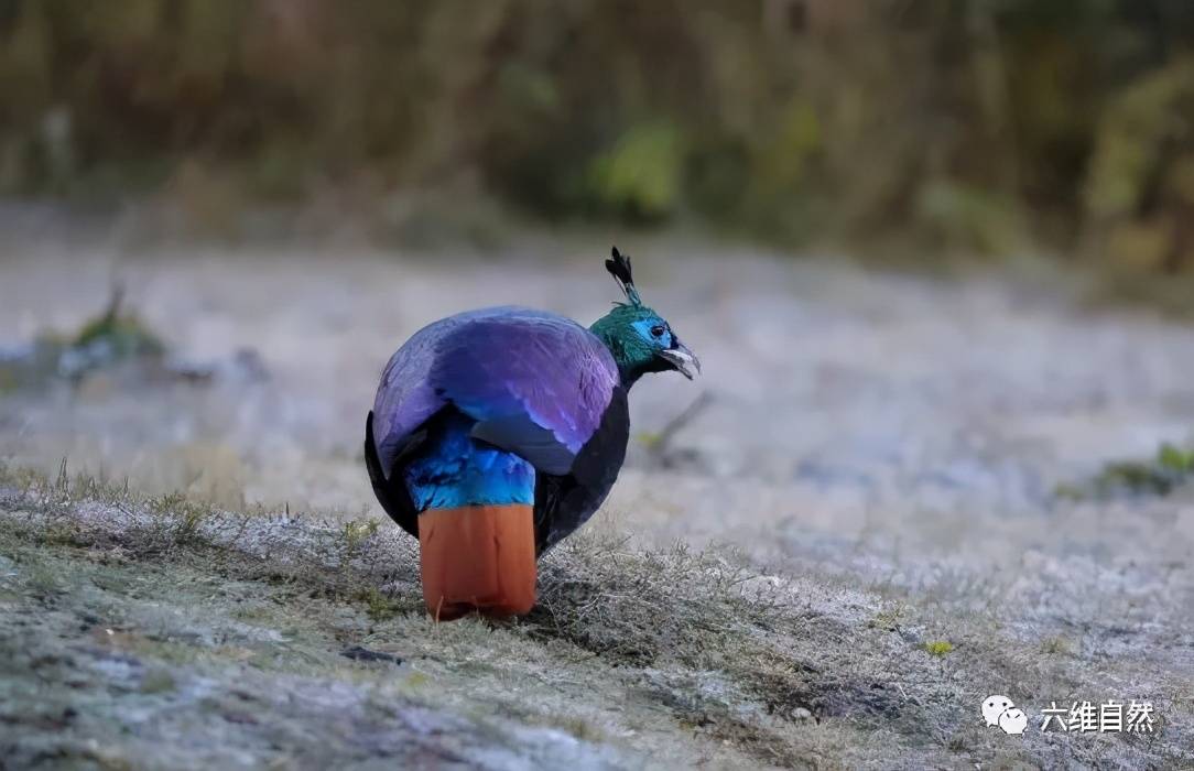 西藏发现一只稀有鸟类棕尾虹雉色彩绚丽有着九色鸟之称
