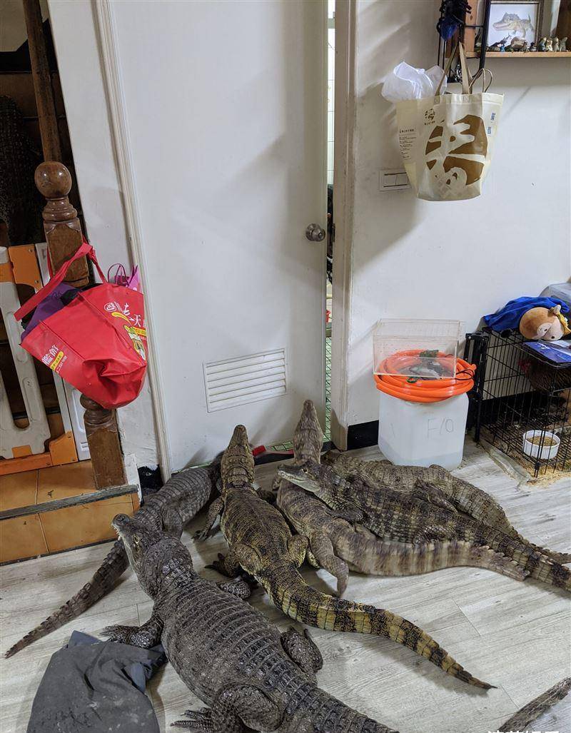 原创台湾美女养鳄鱼鳄鱼离家出走上新闻还被骂态度差她揭内幕被阴了