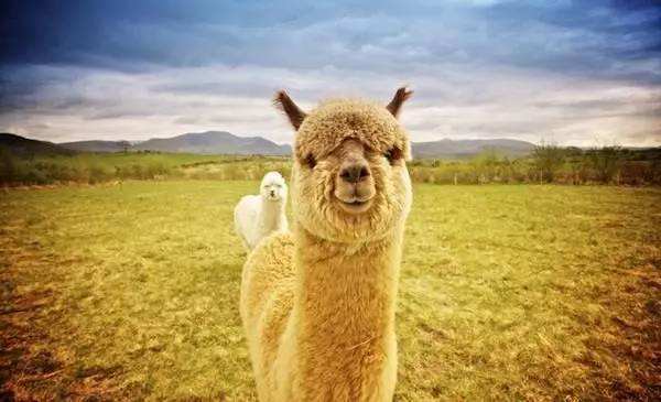 松软的毛绒,纤细的脖子,天真的眼睛和腼腆的笑容,羊驼是骆驼科大家族
