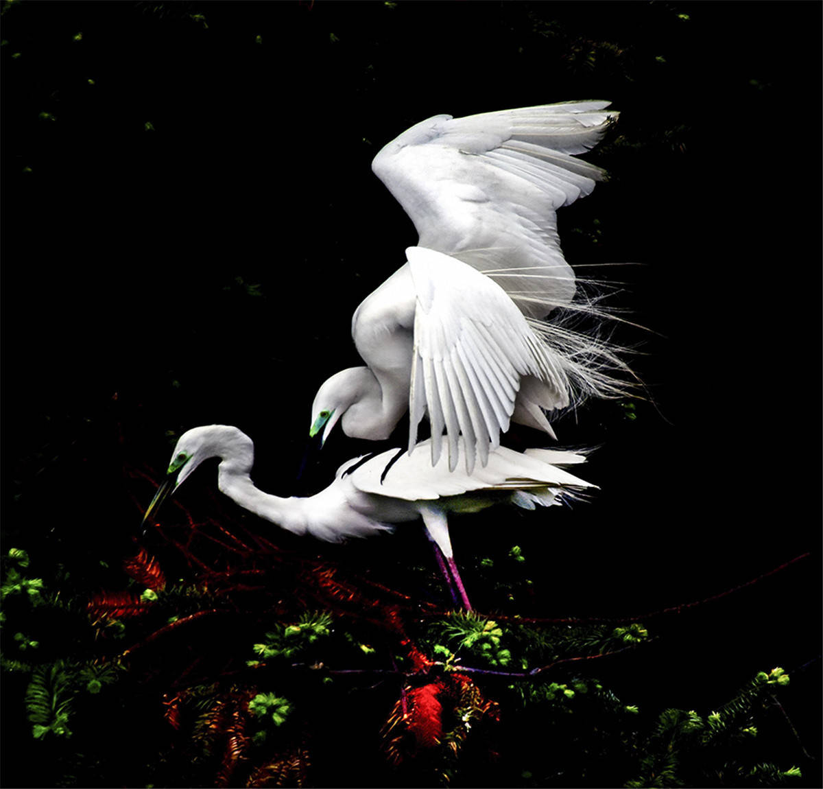 原创中国野生保护鸟类摄影专题作品欣赏01667白鹭