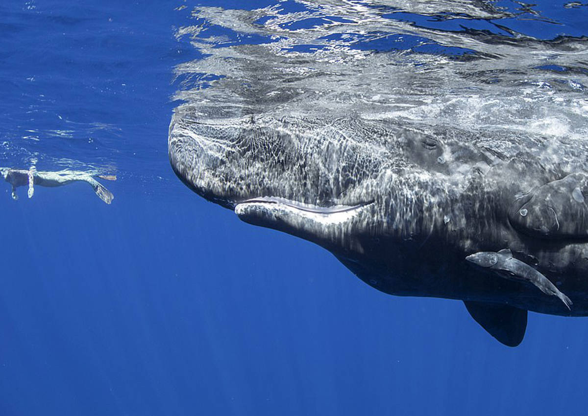 原创你见过鲸鱼喝奶吗摄影师拍下罕见画面原来鲸鱼是这样吃奶