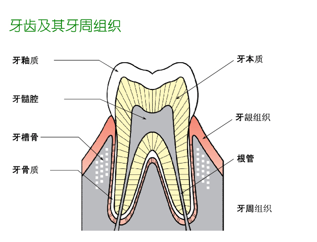 牙齿与牙床结构图图片