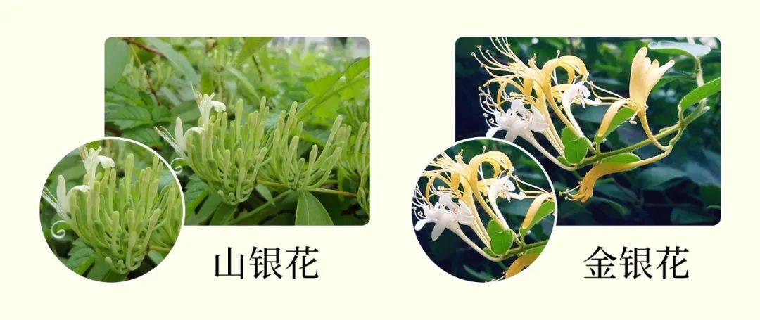 虽然金银花和山银花的药性相近,但金银花是70种名贵药材之一,且总产量