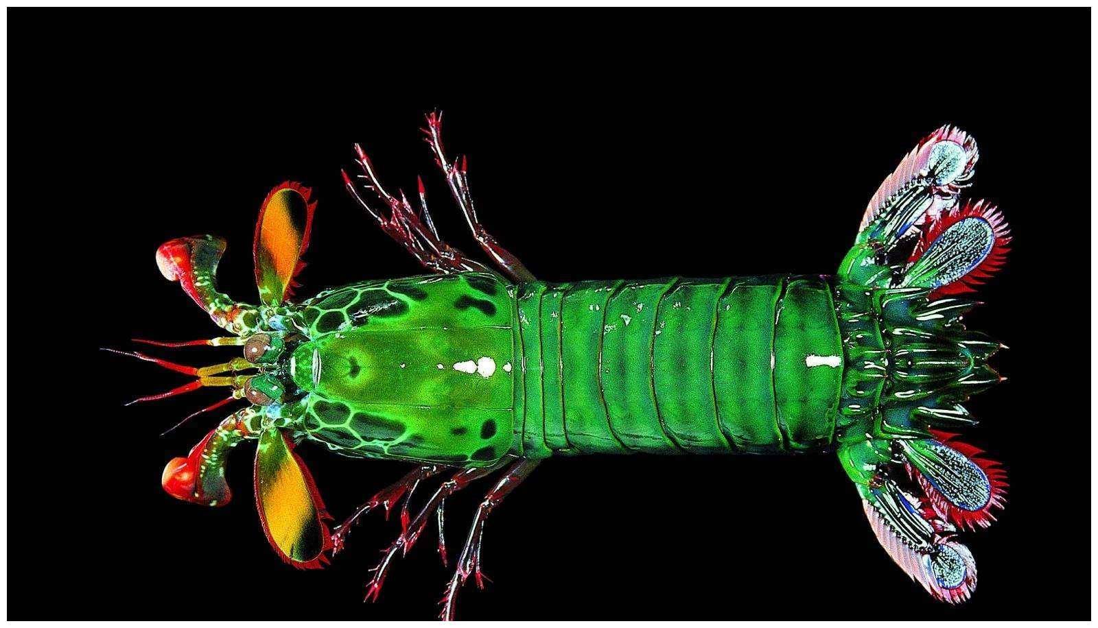 一双慧眼看尽世间百态两把大锤横扫天下无双我叫雀尾螳螂虾