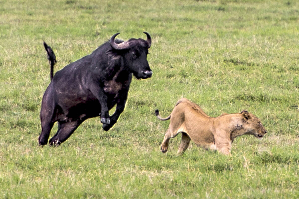 野生动物：危险之旅-水牛大战狮子第1集-纪录片-全集-高清正版在线观看-bilibili-哔哩哔哩