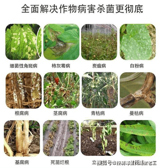 与植物病原菌的斗争--如何杀灭大丽轮枝菌